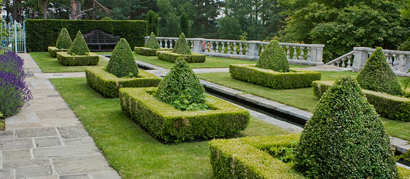 Hedges and trees