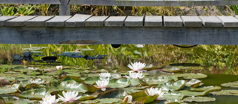 Water lillies