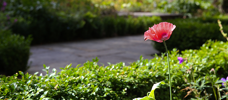 Garden tips
